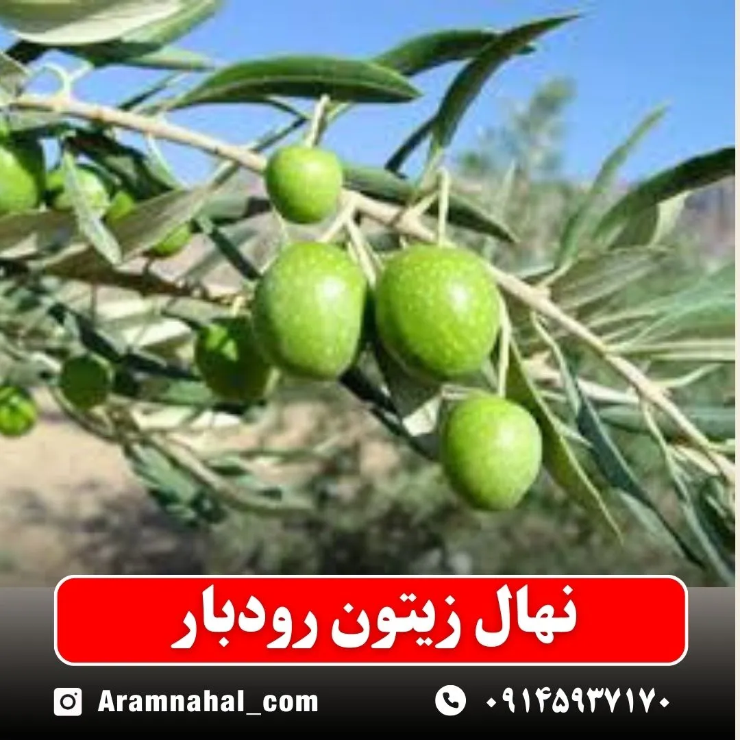 نهال زیتون رودبار