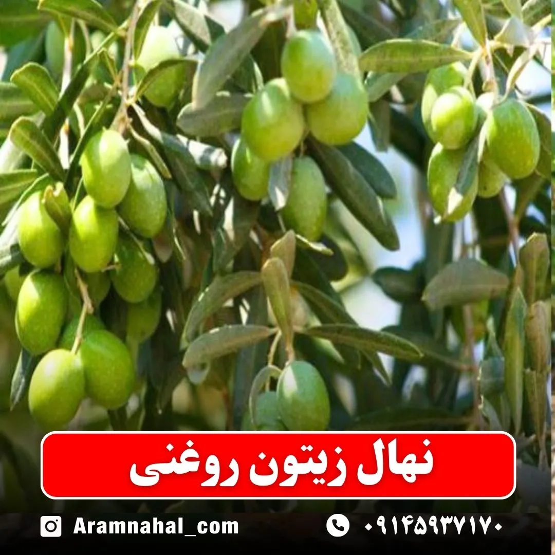 نهال زیتون روغنی