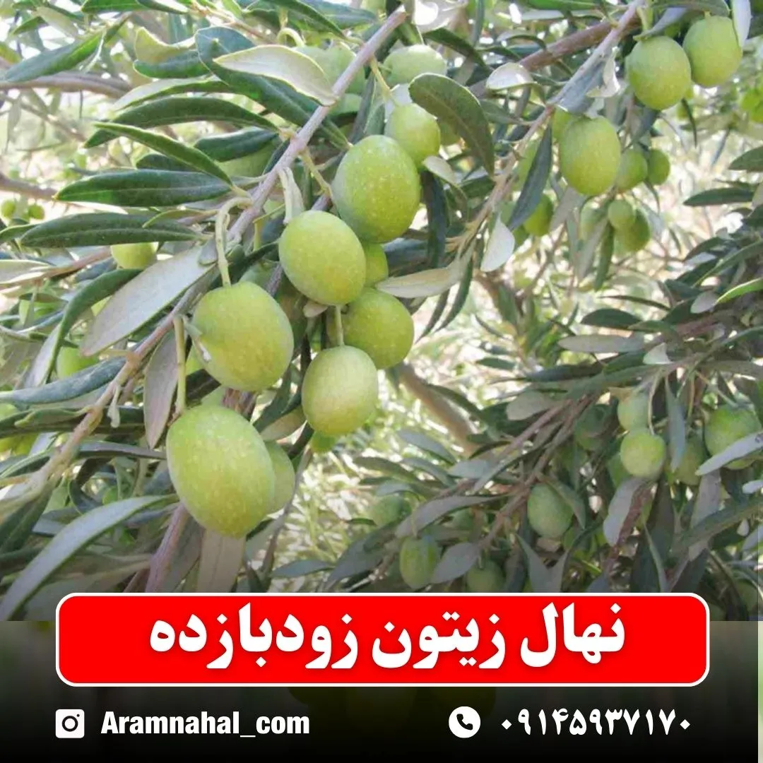 نهال زیتون زودبازده