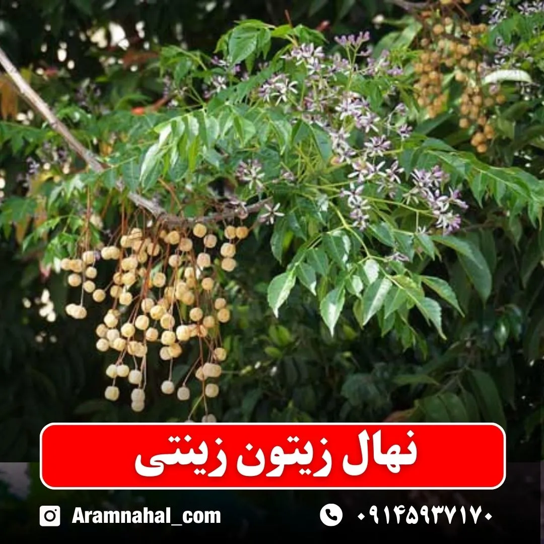 نهال زیتون زینتی