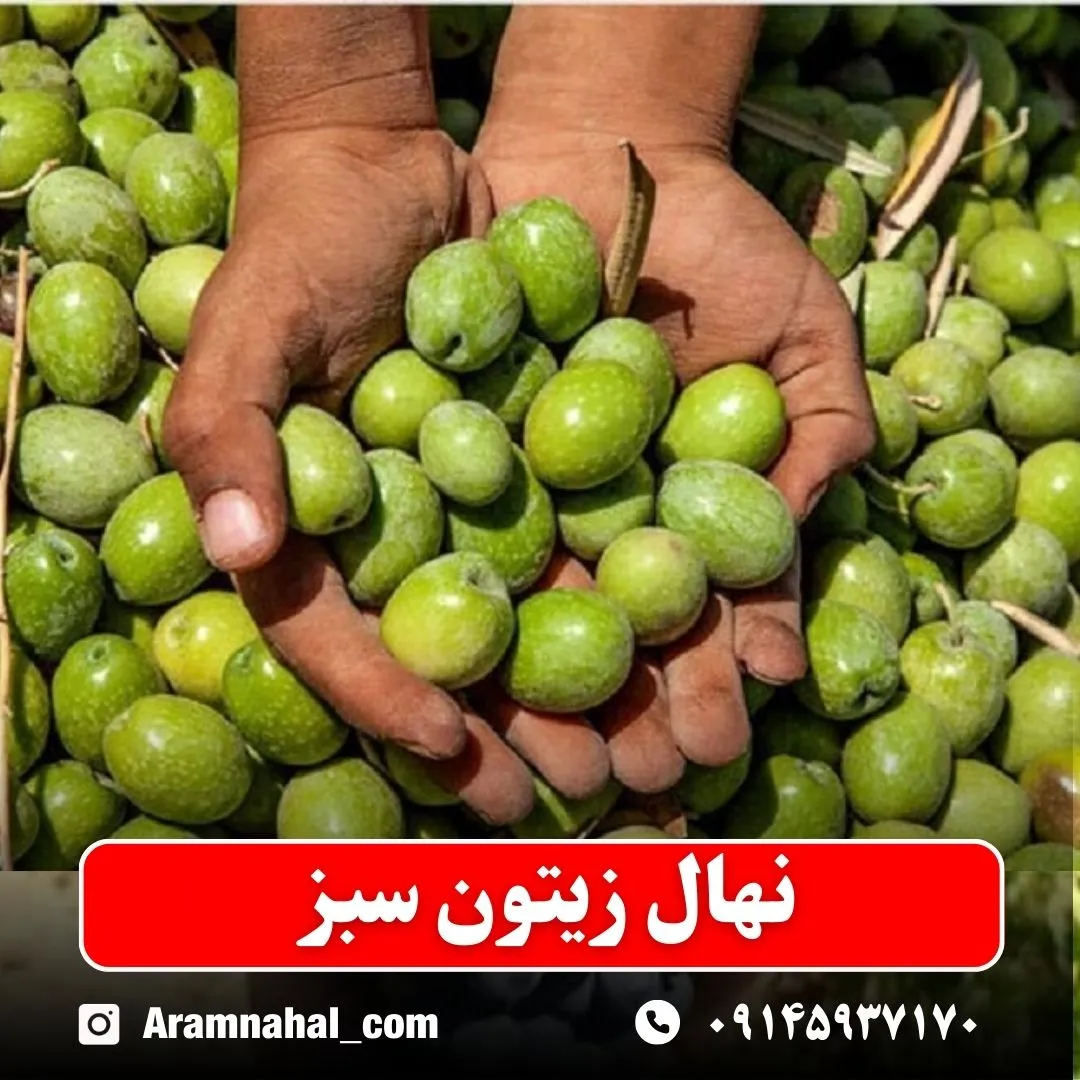 نهال زیتون سبز