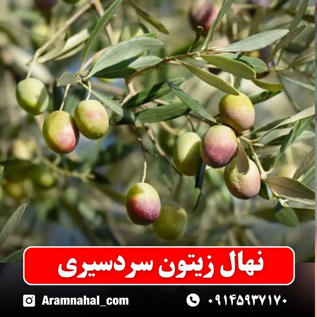 نهال زیتون سردسیری