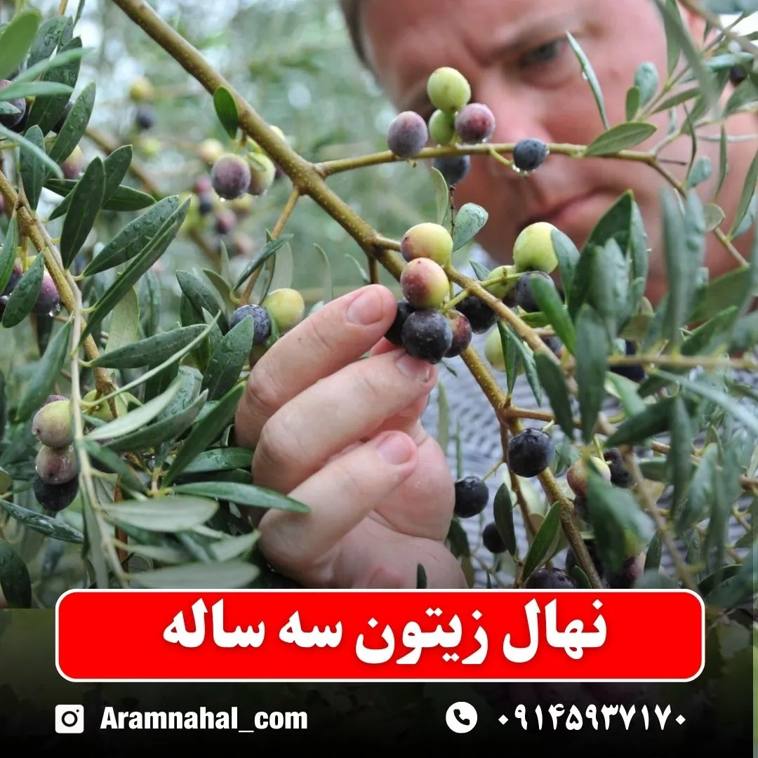 نهال زیتون سه ساله
