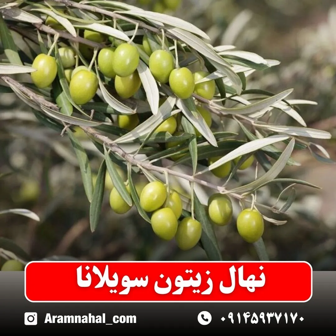 نهال زیتون سویلانا