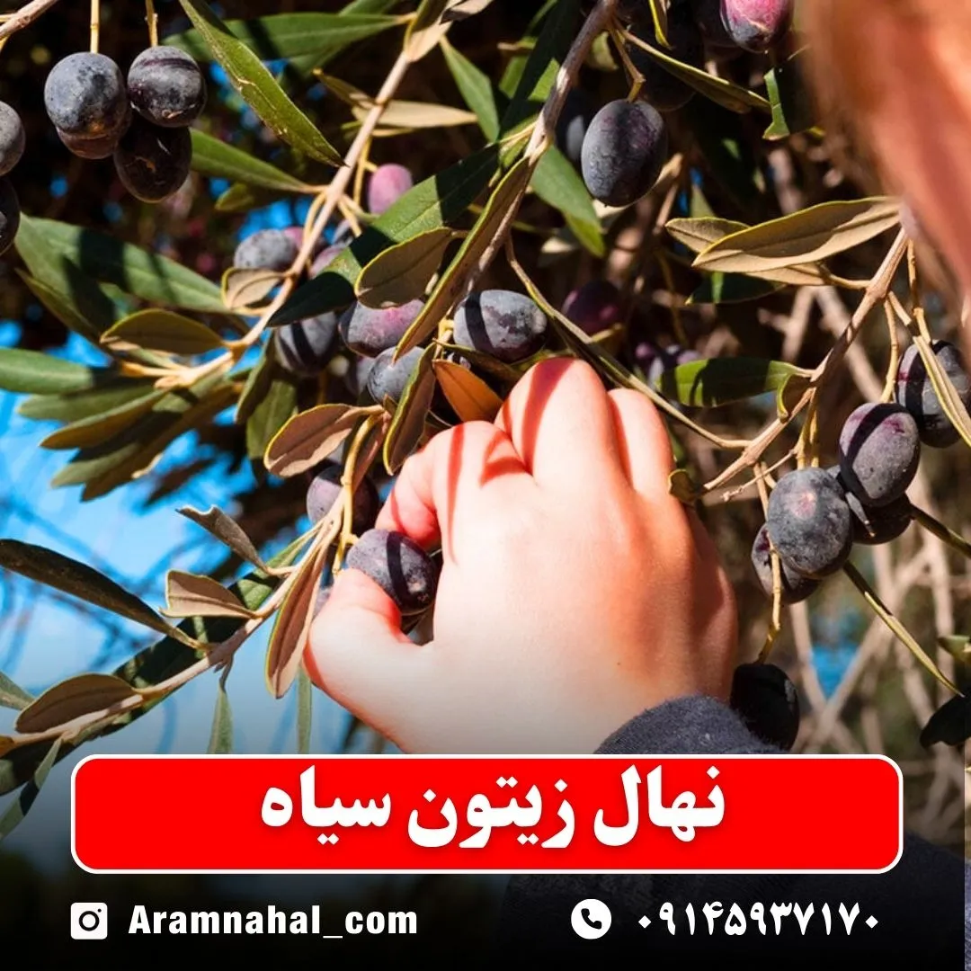 نهال زیتون سیاه