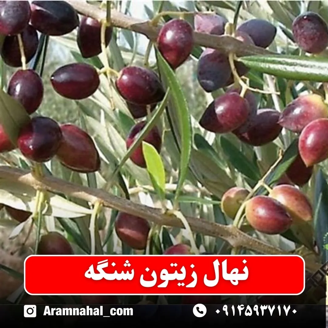 نهال زیتون شنگه