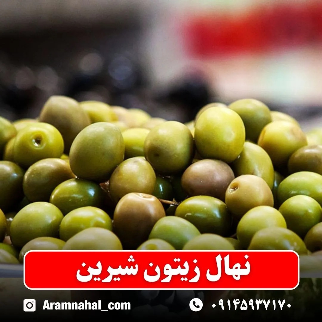 نهال زیتون شیرین