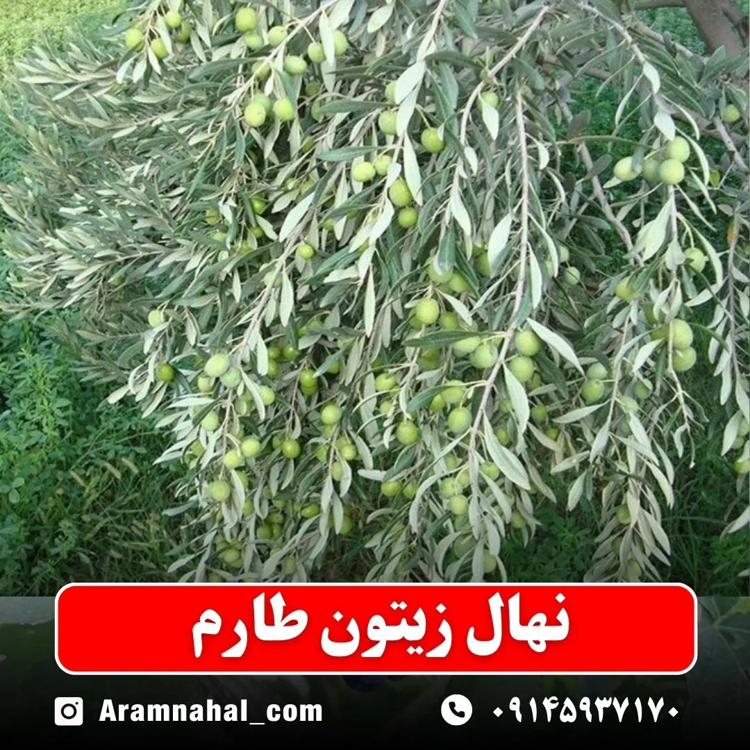 نهال زیتون طارم