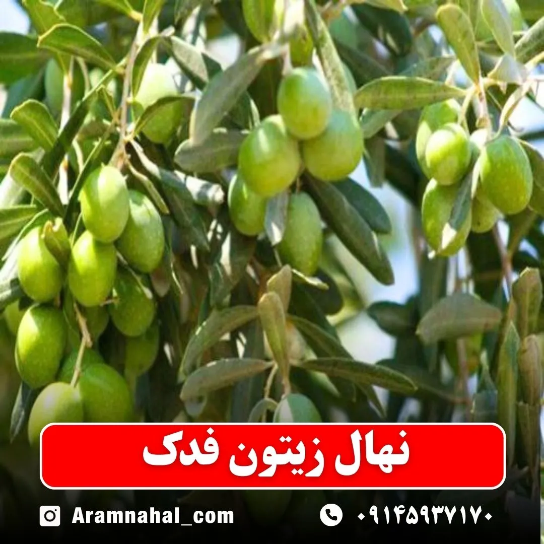 نهال زیتون فدک