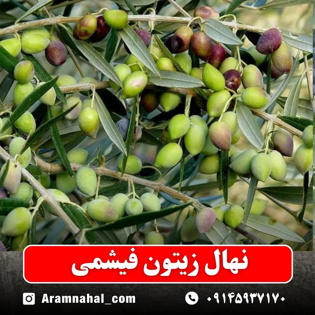نهال زیتون فیشمی