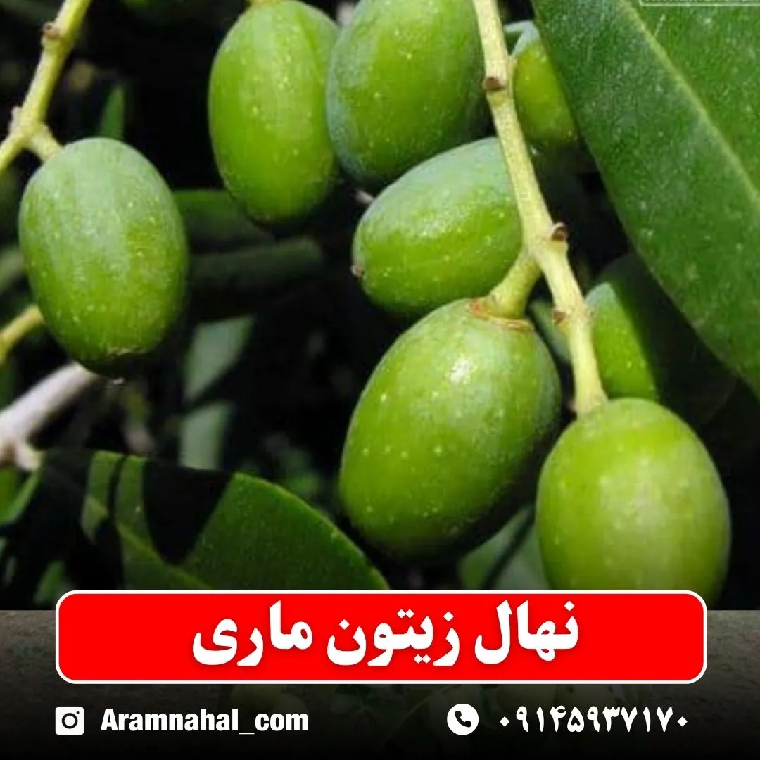 نهال زیتون ماری