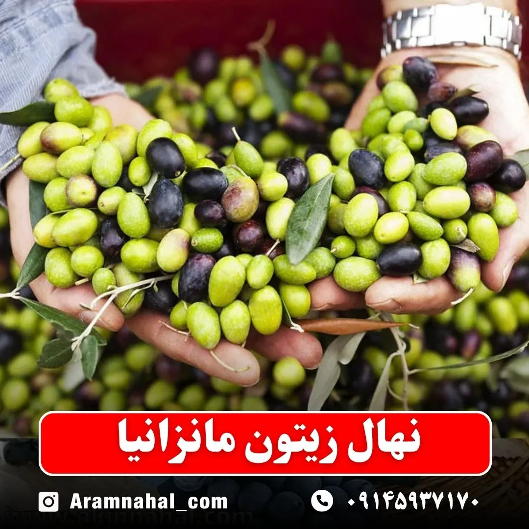 نهال زیتون مانزانیا