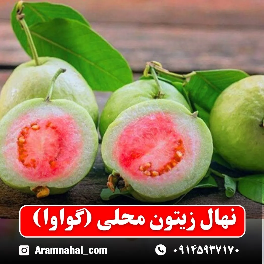 نهال زیتون محلی (گواوا)