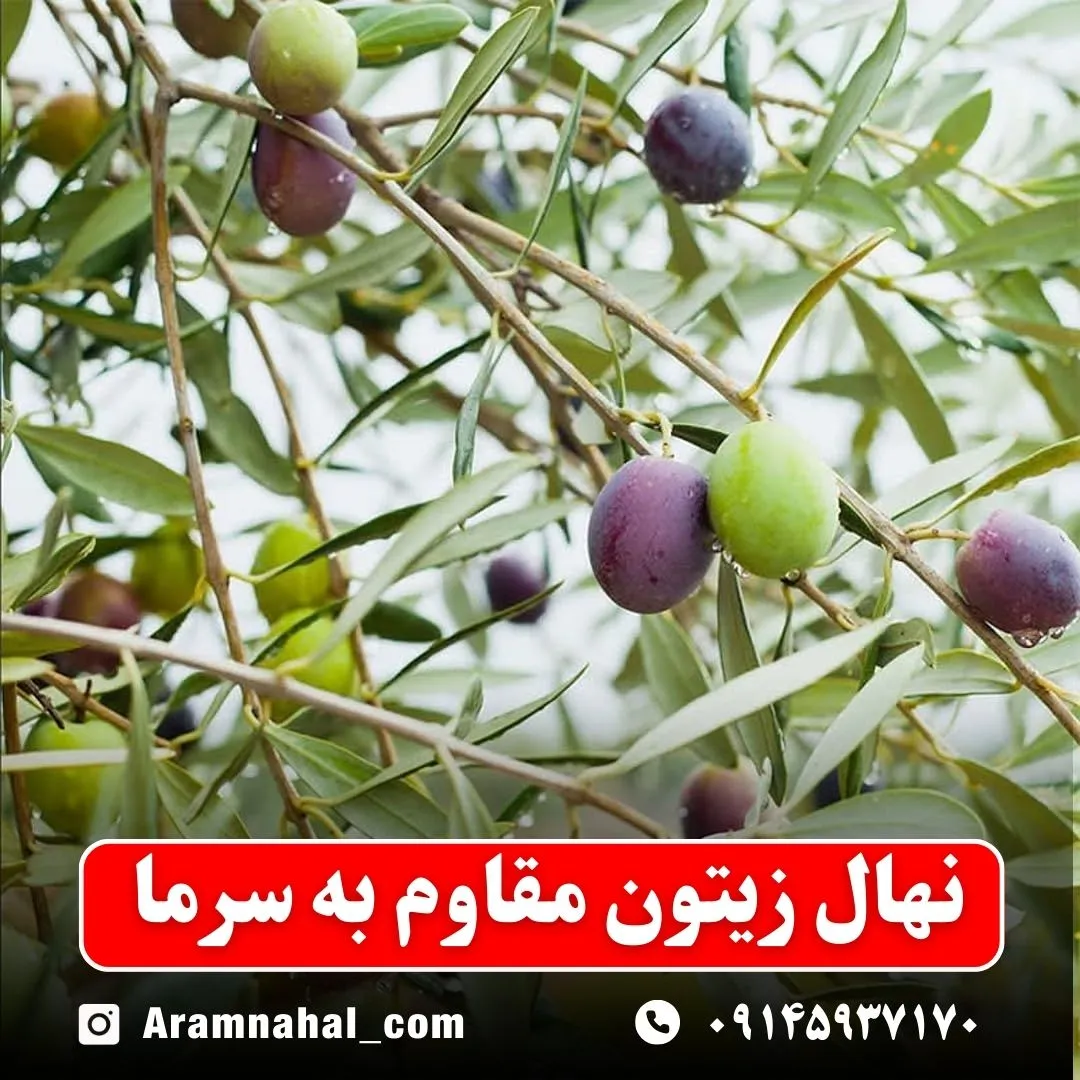 نهال زیتون مقاوم به سرما