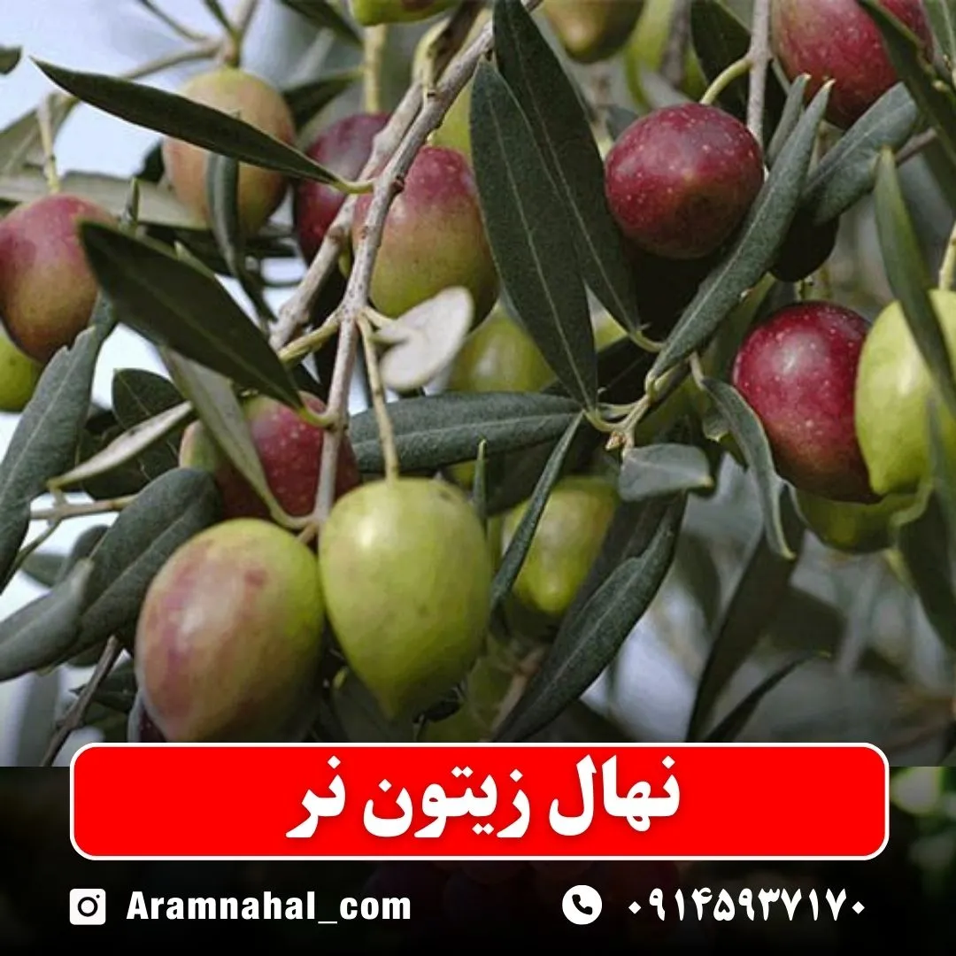 نهال زیتون نر