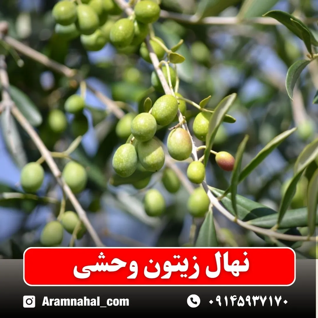 نهال زیتون وحشی