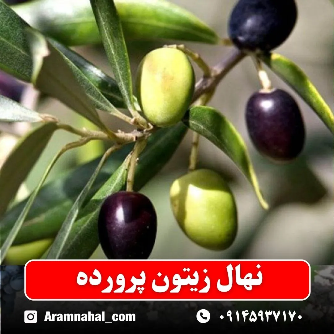 نهال زیتون پرورده