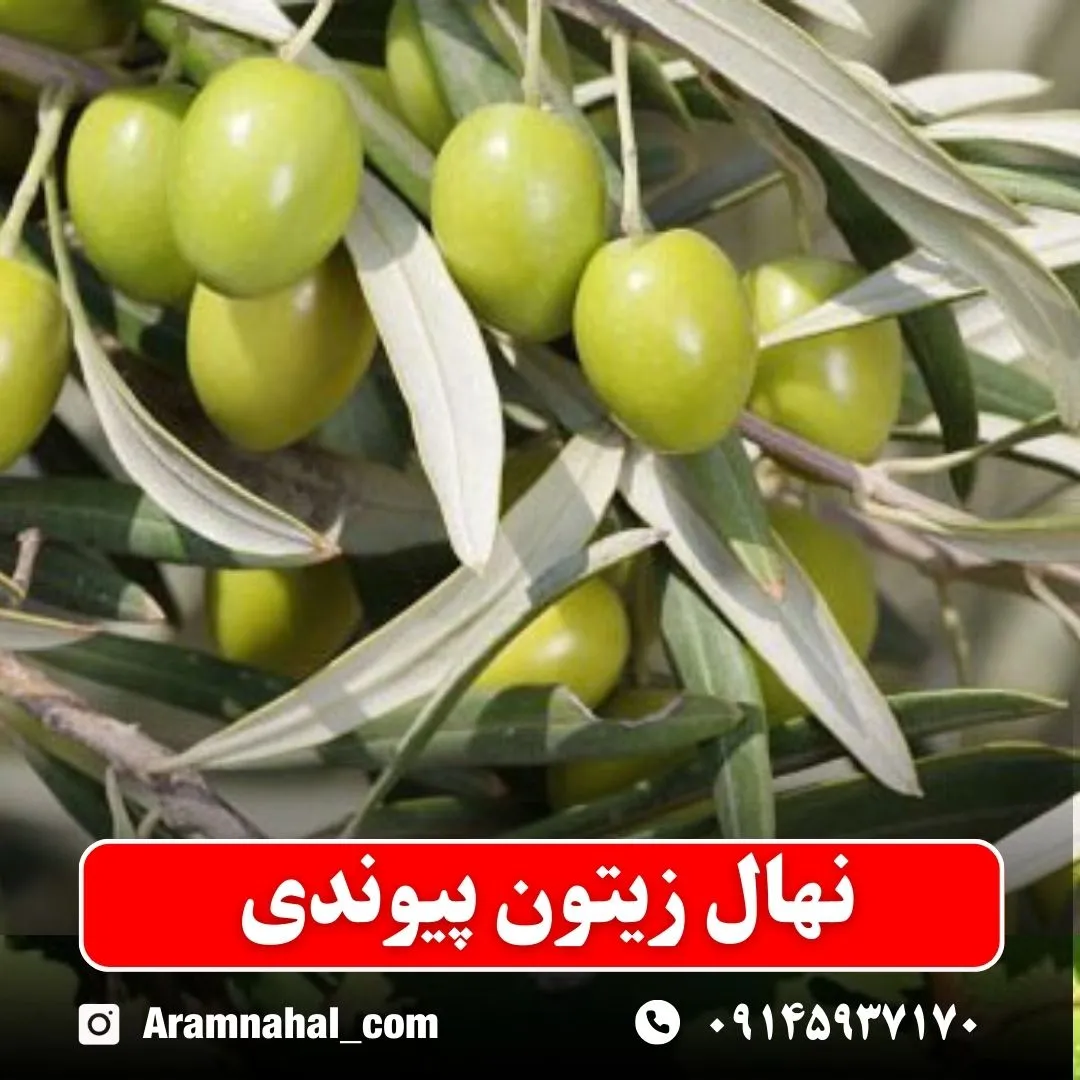 نهال زیتون پیوندی