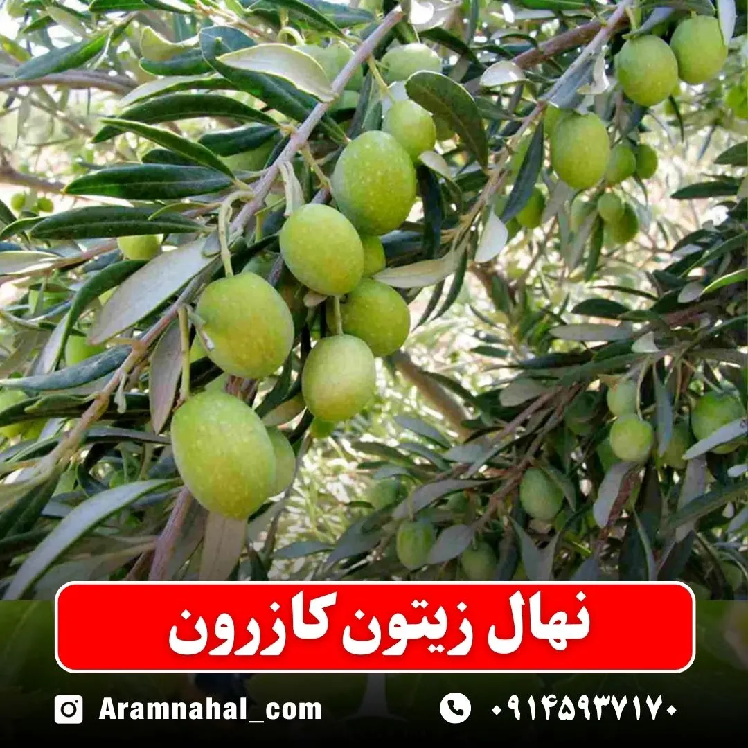 نهال زیتون کازرون