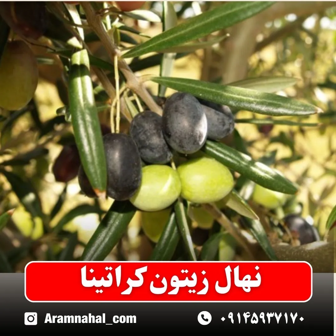 نهال زیتون کراتینا