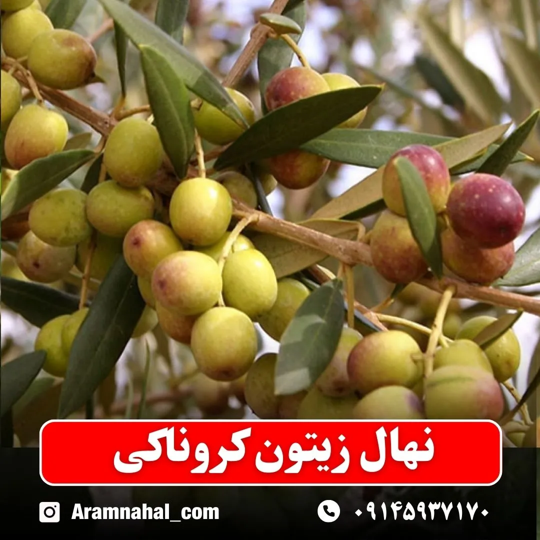نهال زیتون کروناکی