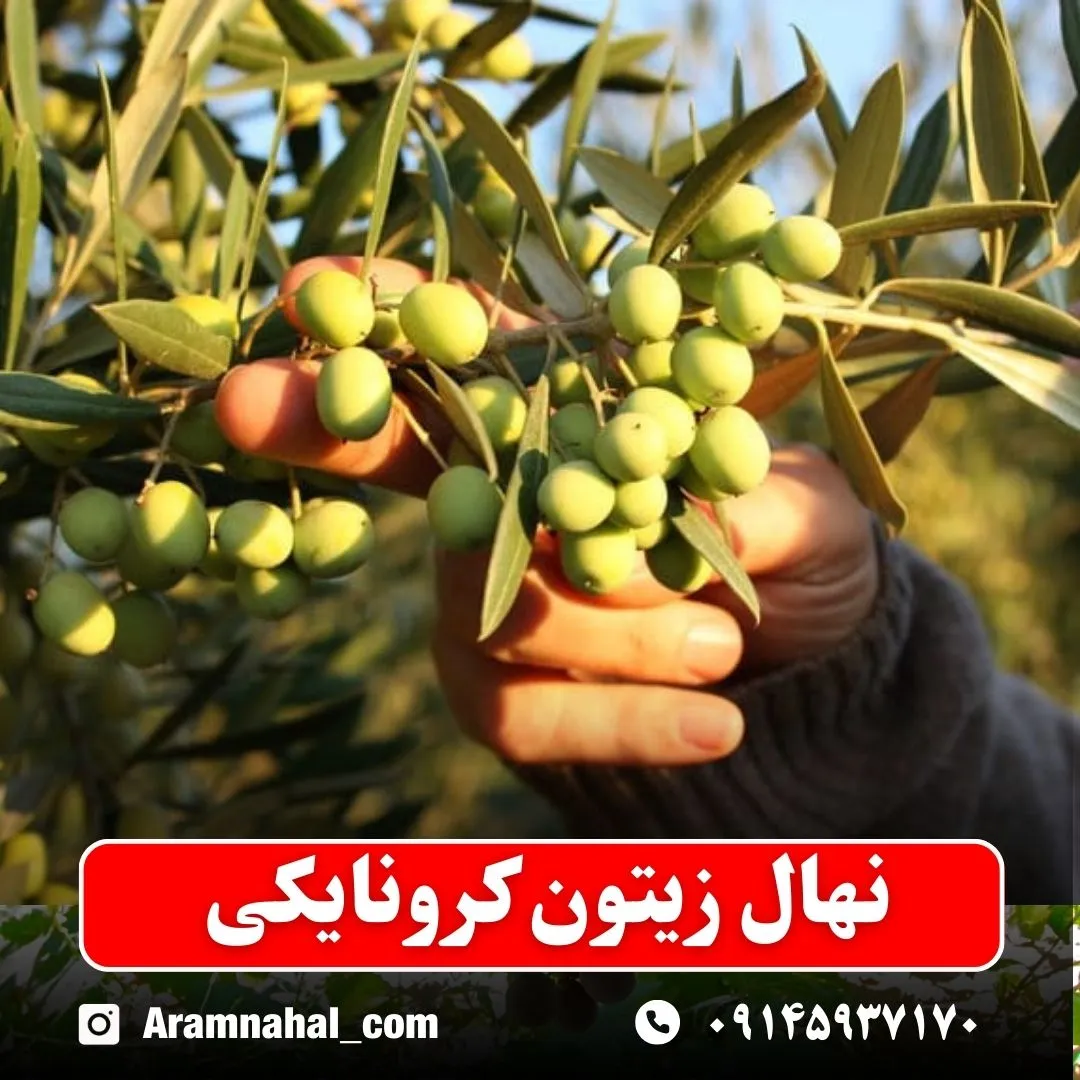 نهال زیتون کرونایکی