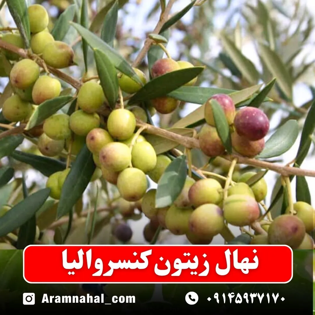 نهال زیتون کنسروالیا