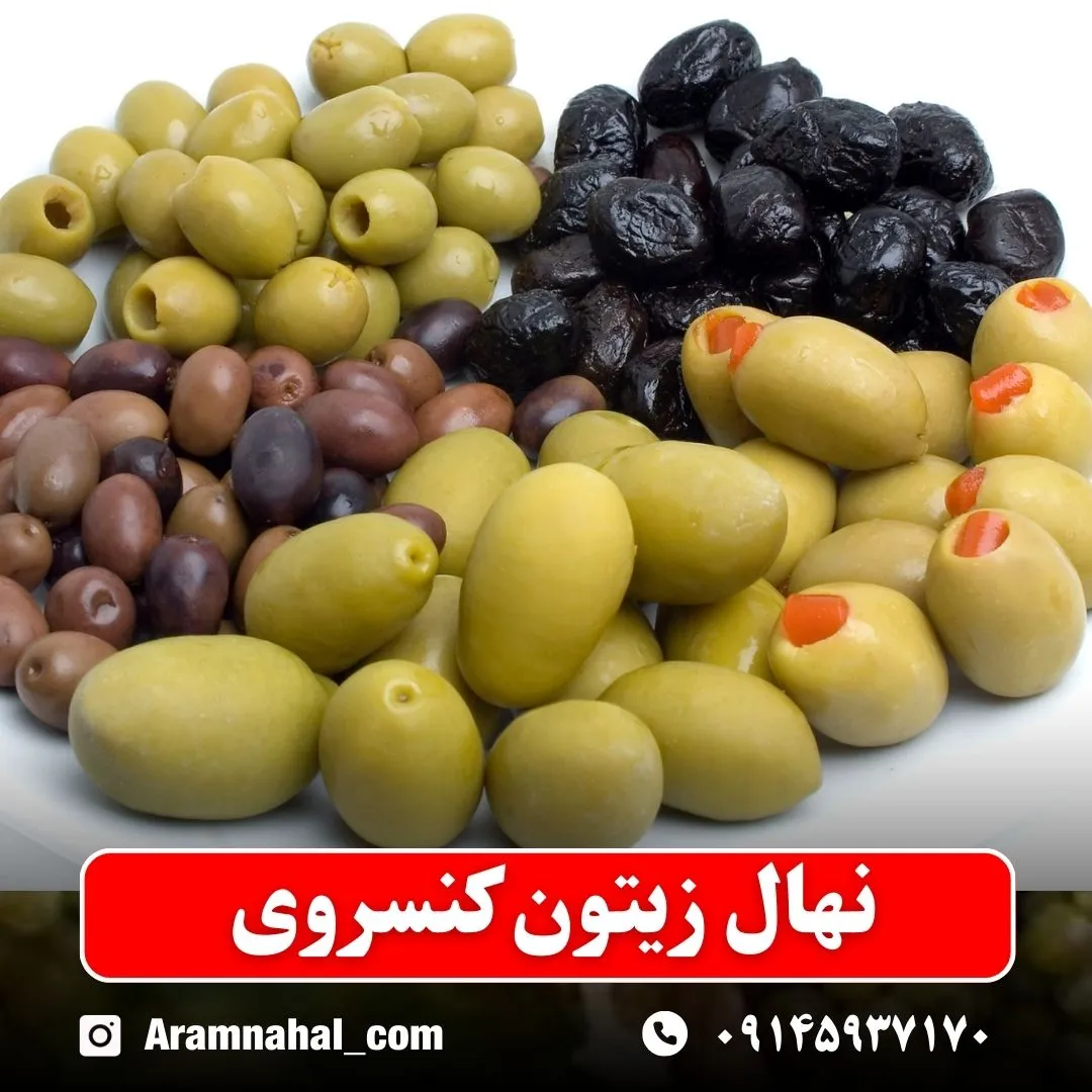 نهال زیتون کنسروی