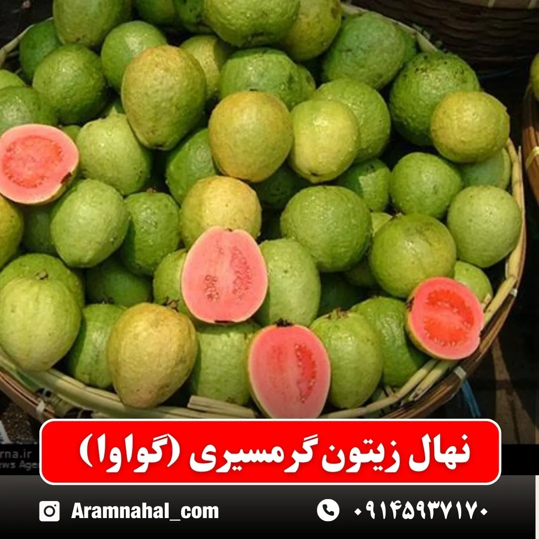 نهال زیتون گرمسیری (گواوا)