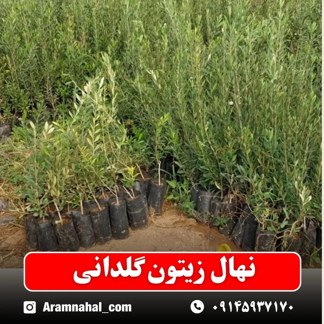 نهال زیتون گلدانی