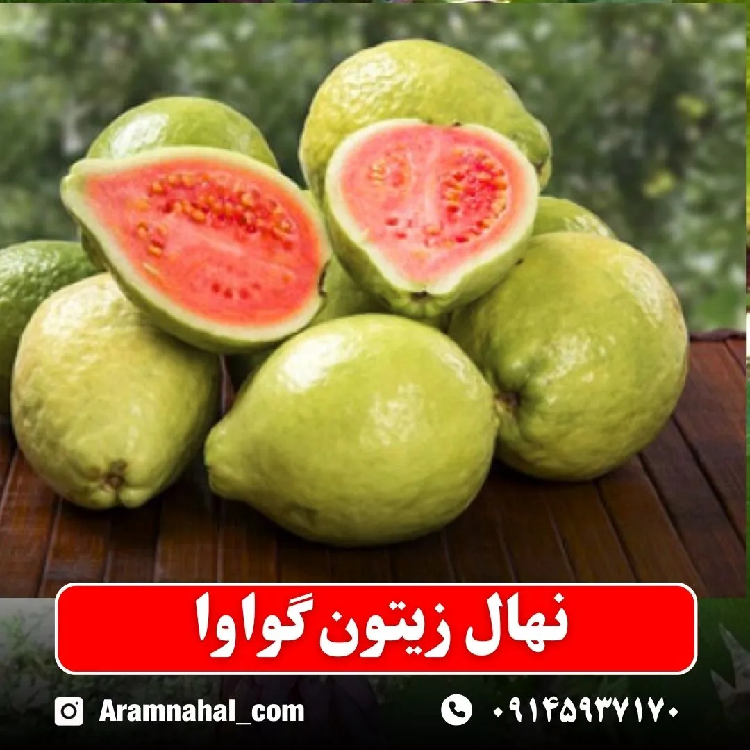 نهال زیتون گواوا