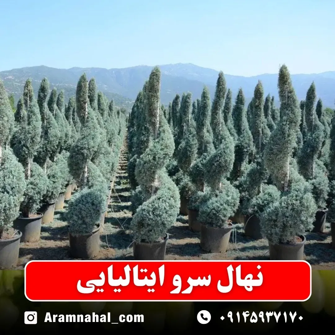 نهال سرو ایتالیایی