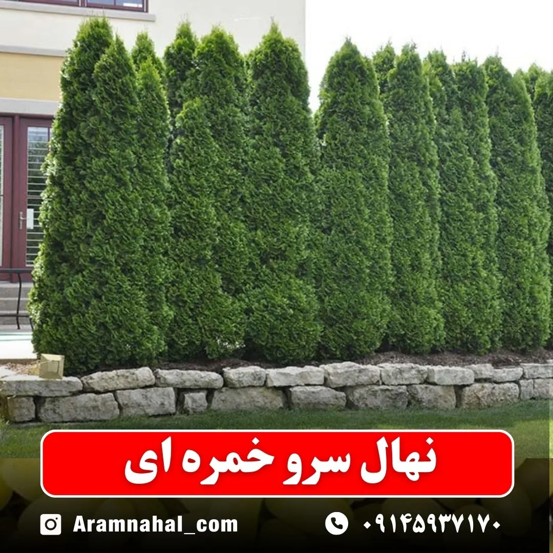 نهال سرو خمره ای