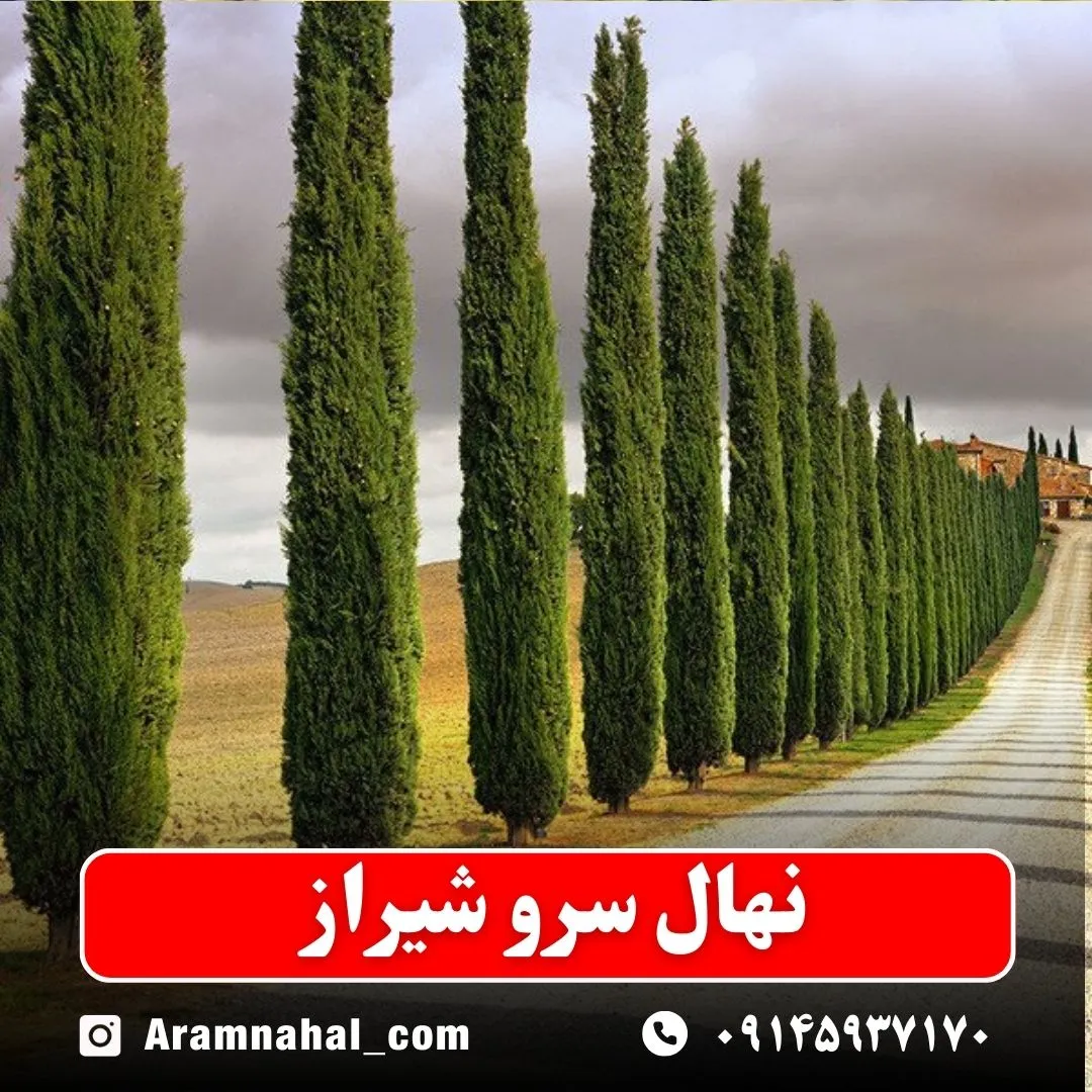 نهال سرو شیراز