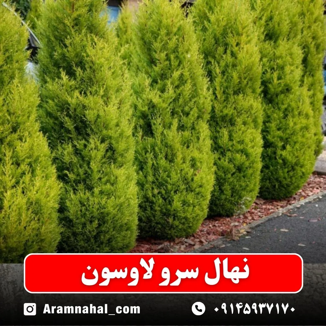 نهال سرو لاوسون
