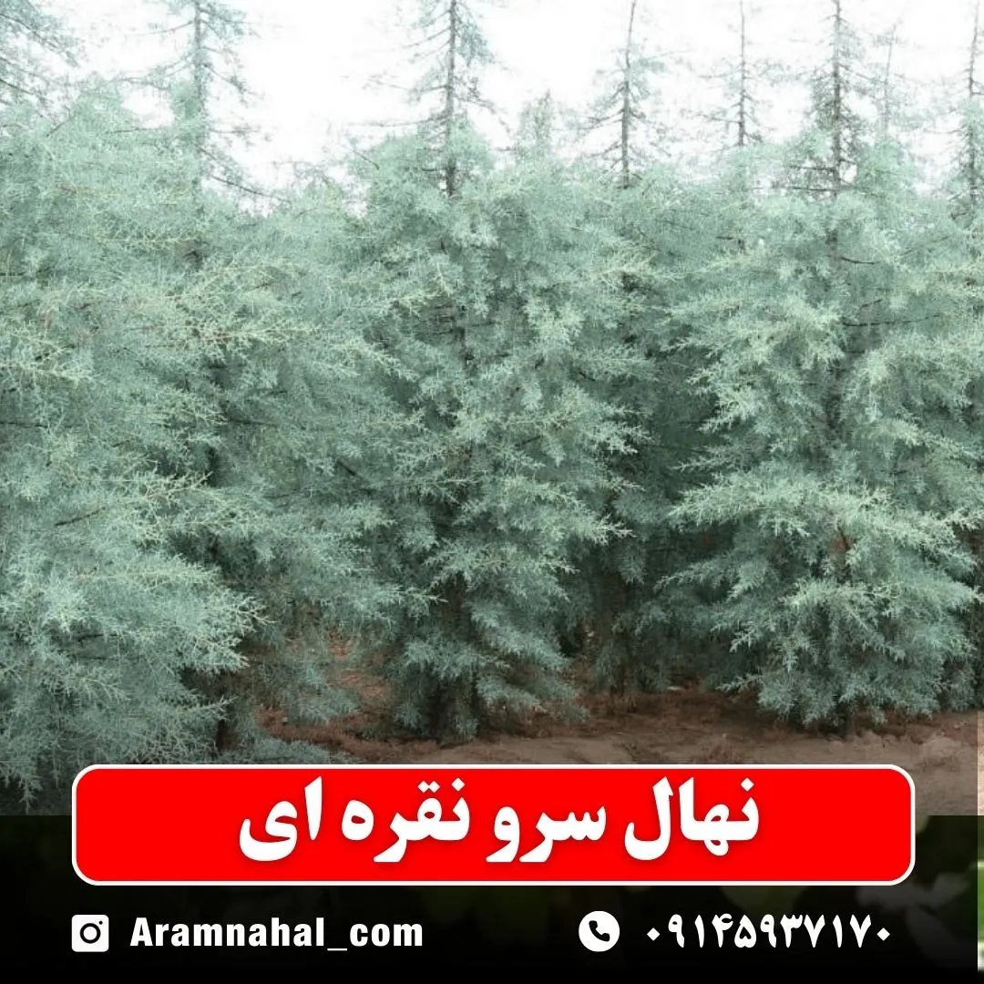 نهال سرو نقره ای