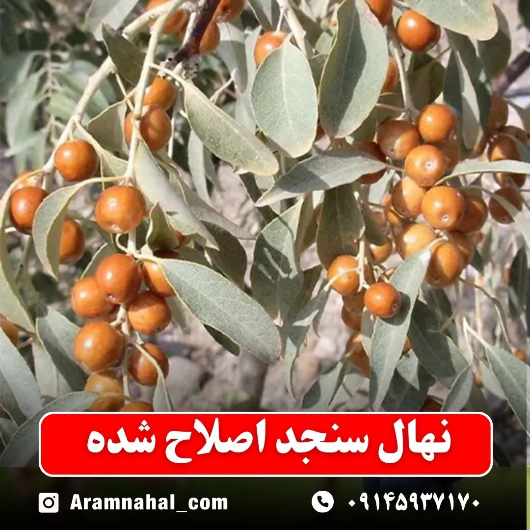 نهال سنجد اصلاح شده