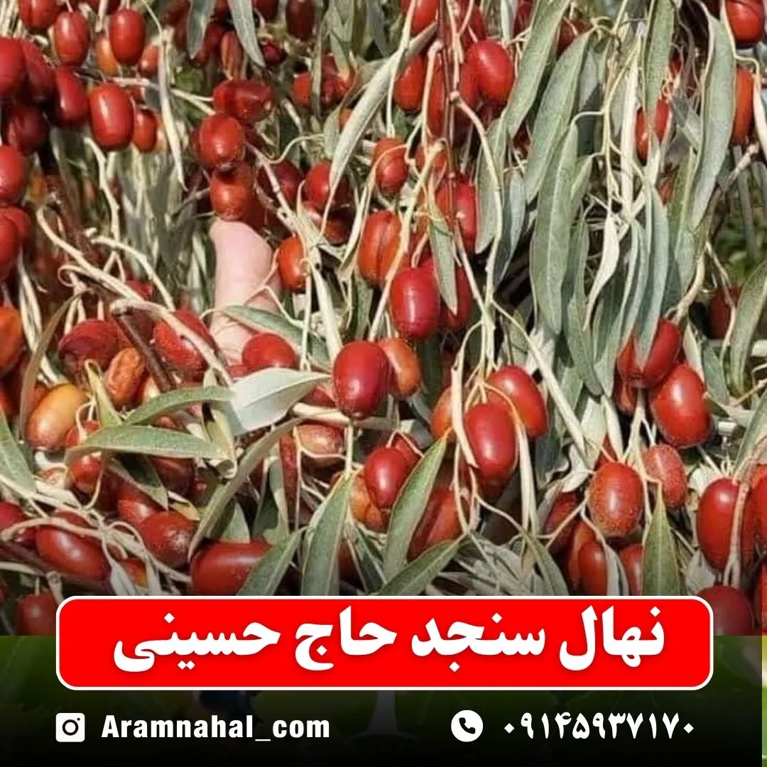 نهال سنجد حاج حسینی