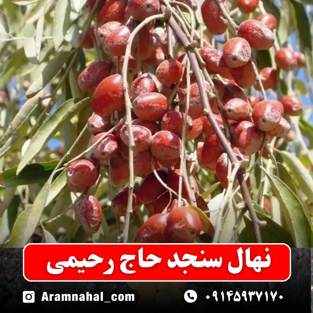نهال سنجد حاج رحیمی