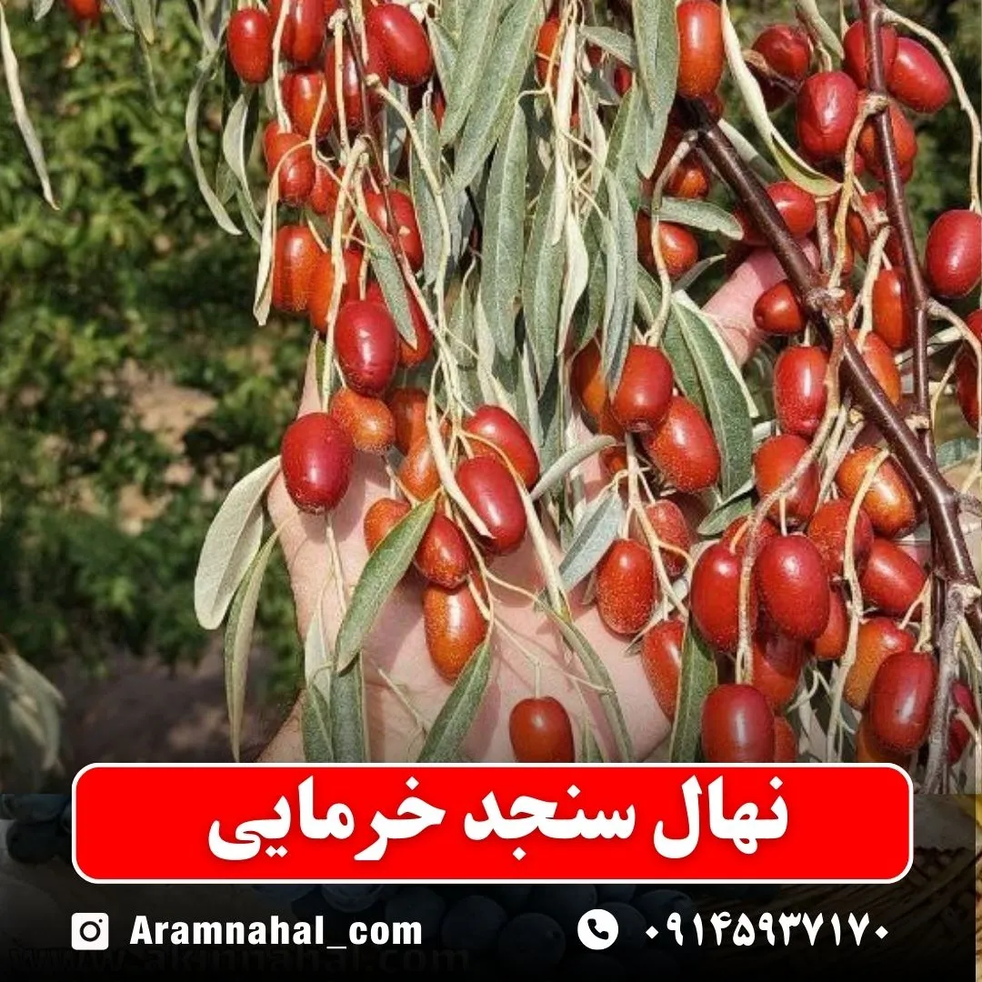 نهال سنجد خرمایی