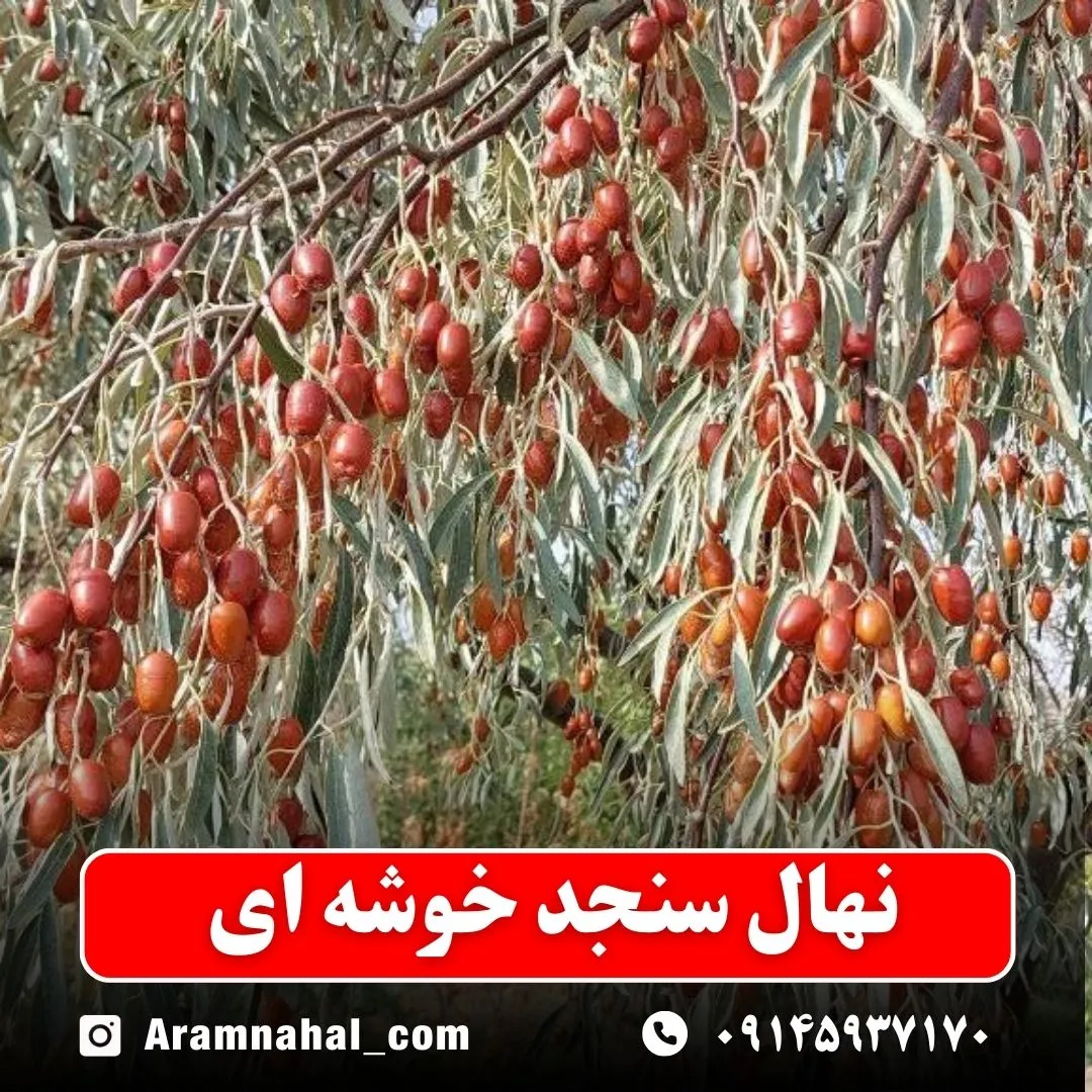 نهال سنجد خوشه ای