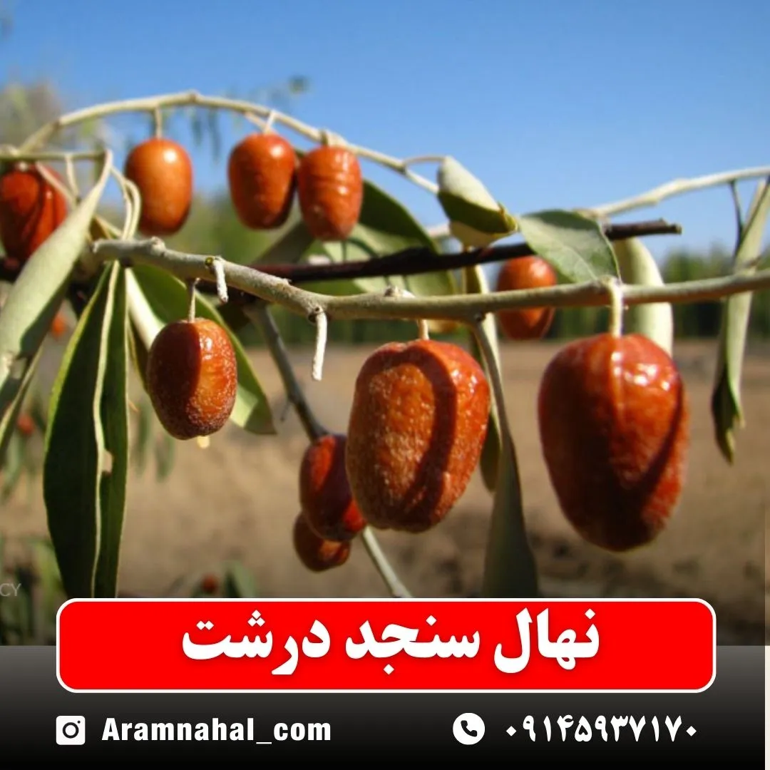 نهال سنجد درشت