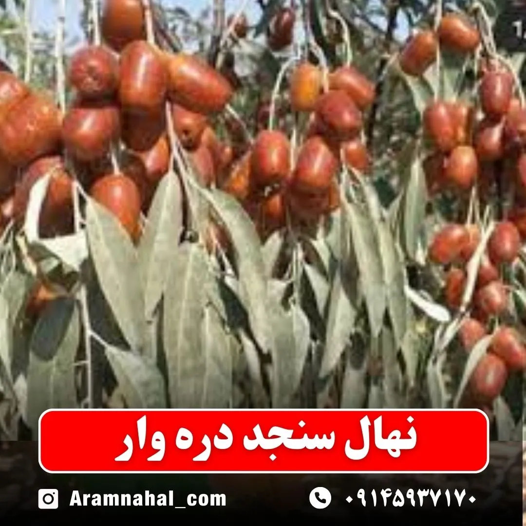 نهال سنجد دره وار