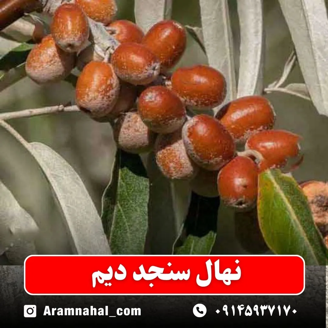 نهال سنجد دیم