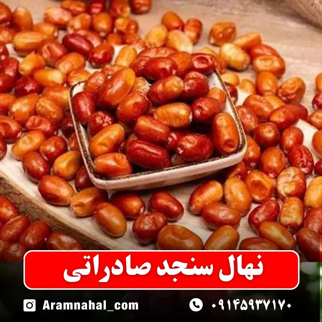 نهال سنجد صادراتی