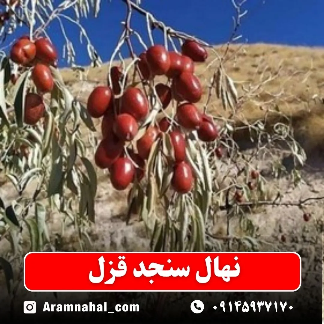 نهال سنجد قزل