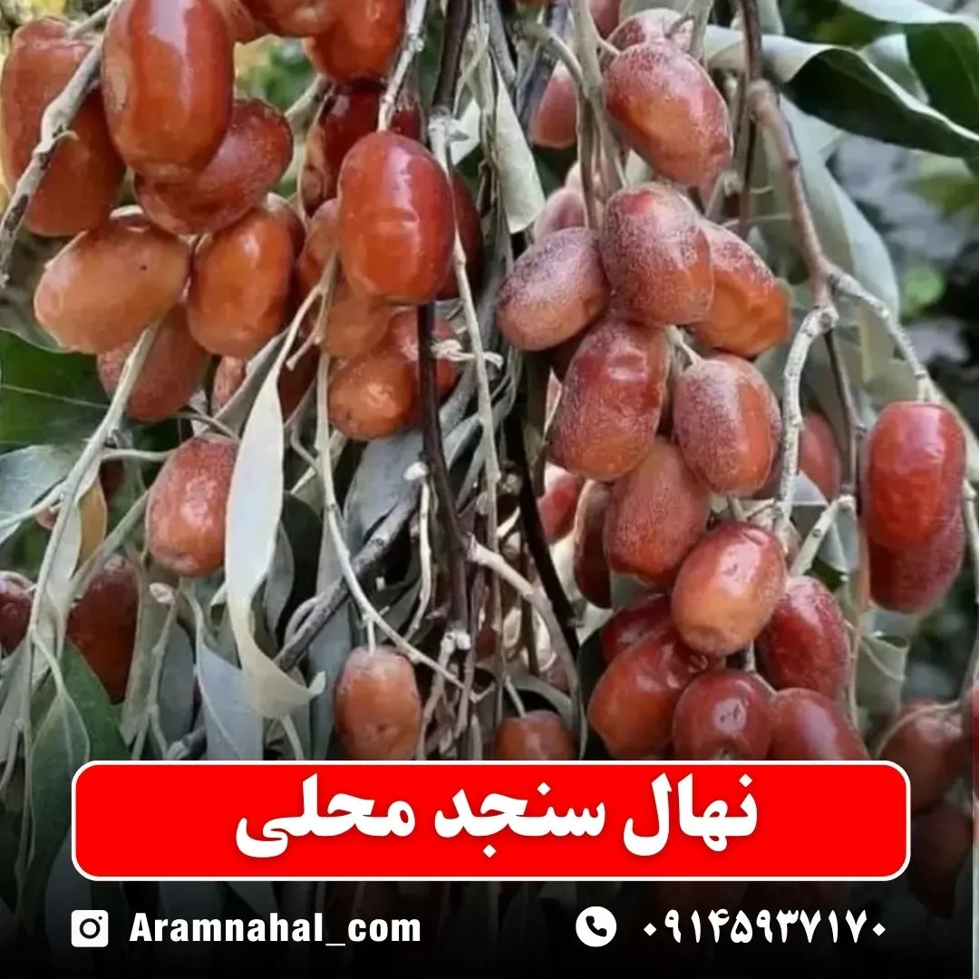 نهال سنجد محلی