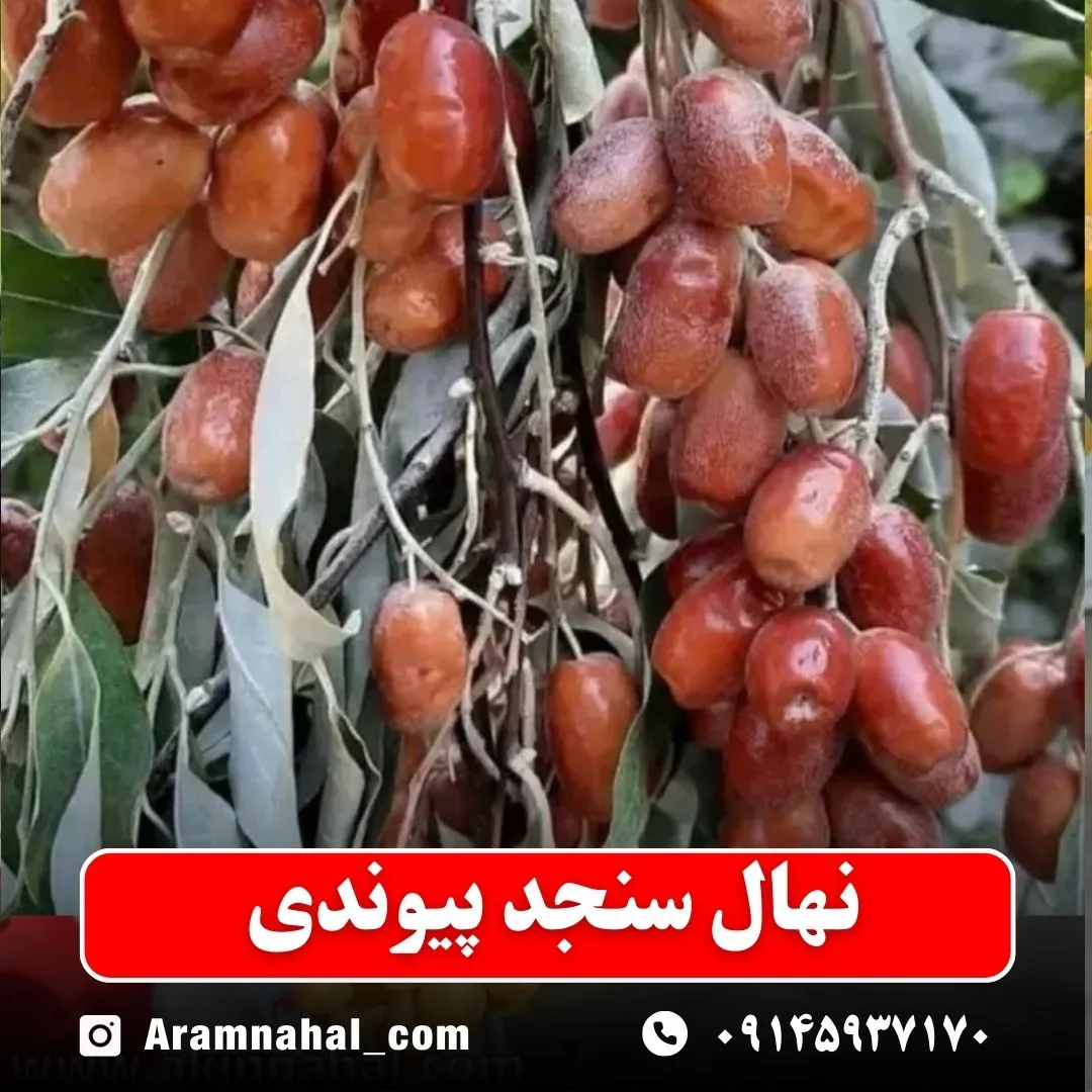 نهال سنجد پیوندی