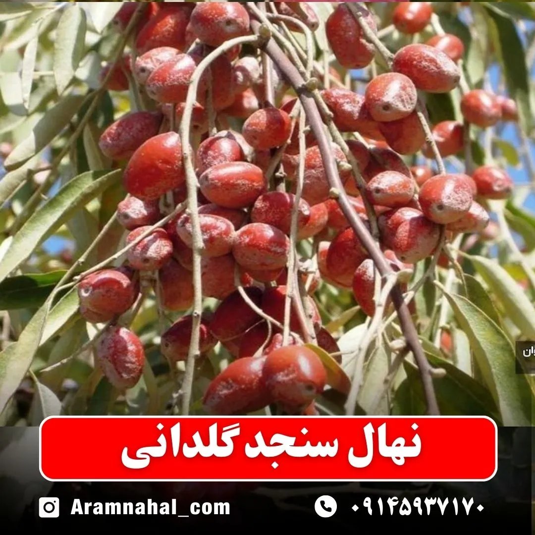 نهال سنجد گلدانی