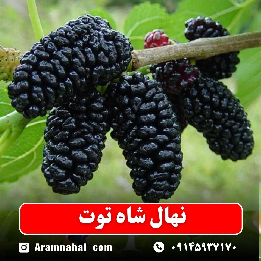 نهال شاه توت